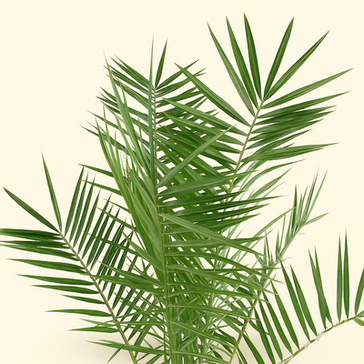 Kanarische Dattelpalme – Phoenix canariensis - 120cm- ø15 - Luna's Leaf Co. 