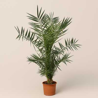 Kanarische Dattelpalme – Phoenix canariensis - 120cm- ø15 - Luna's Leaf Co. 