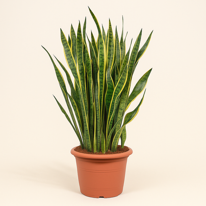 Sansevieria Laurentii - 100 cm - ø35 - Luna's Leaf Co. 