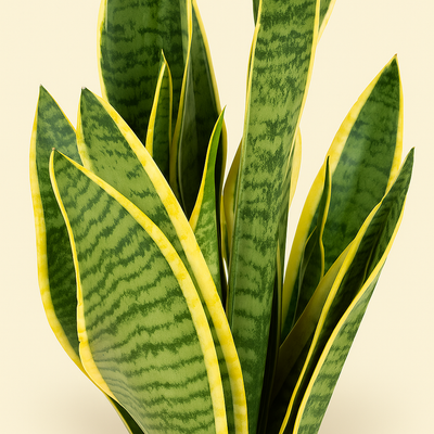 Sansevieria Laurentii - 100 cm - ø35 - Luna's Leaf Co. 