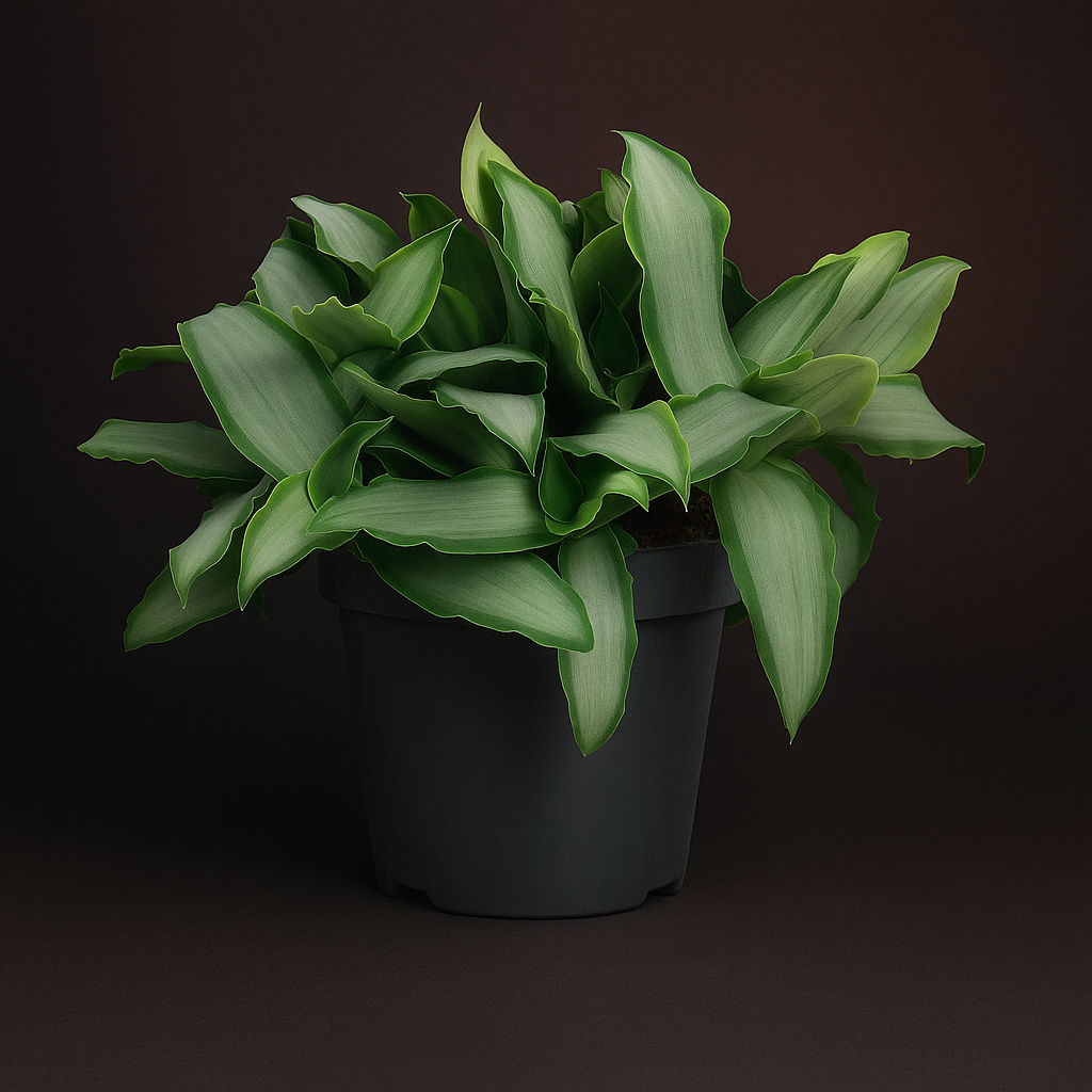 Premium Murdannia Bright Star – Murdannia loriformis 'Bright Star' - 20 cm - Ø12cm - Luna's Leaf Co. 