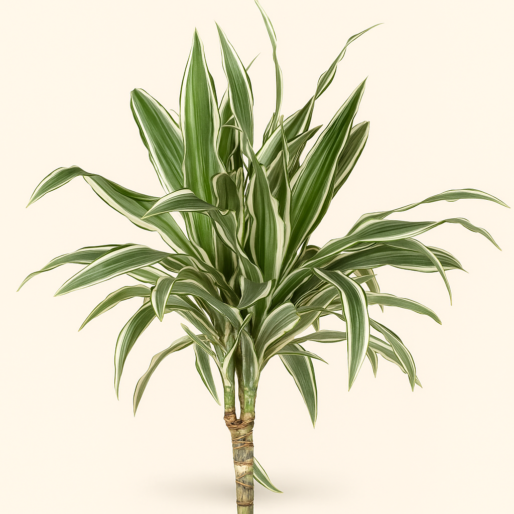 Drachenbaum White Stripe – Dracaena fragrans 'White Stripe' - 150 cm - ø24 - Luna's Leaf Co. 