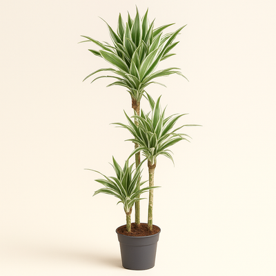 Drachenbaum White Stripe – Dracaena fragrans 'White Stripe' - 150 cm - ø24 - Luna's Leaf Co. 