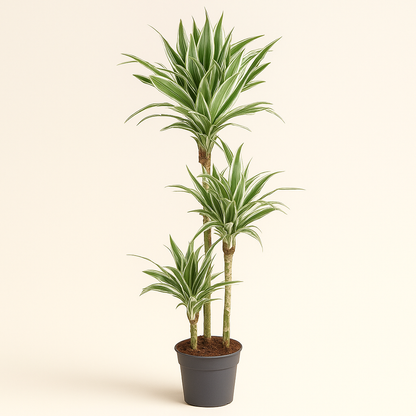 Drachenbaum White Stripe – Dracaena fragrans 'White Stripe' - 150 cm - ø24 - Luna's Leaf Co. 