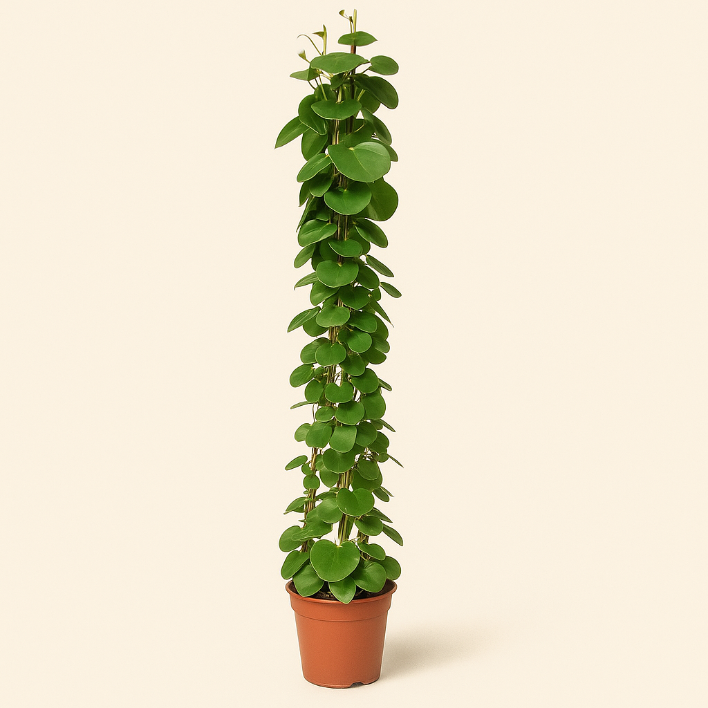 Cissus Rotundifolia Pyramide – Cissus rotundifolia - 160 cm - ø27 - Luna's Leaf Co. 