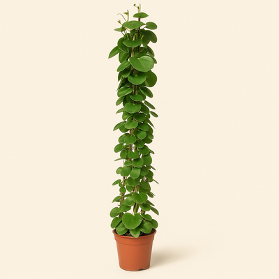 Cissus Rotundifolia Pyramide – Cissus rotundifolia - 160 cm - ø27 - Luna's Leaf Co. 