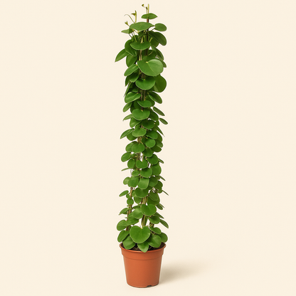 Cissus Rotundifolia Pyramide – Cissus rotundifolia - 160 cm - ø27 - Luna's Leaf Co. 