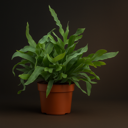 Premium Phlebodium Blue Star - 32 cm - Ø12cm - Luna's Leaf Co. 
