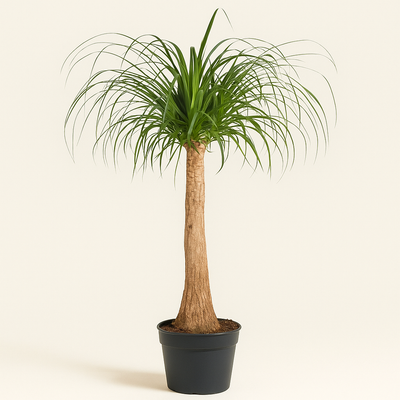 Elefantenfuß – Beaucarnea recurvata - 120 cm - ø32 - Luna's Leaf Co. 