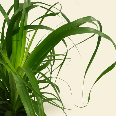 Elefantenfuß – Beaucarnea recurvata - 120 cm - ø32 - Luna's Leaf Co. 