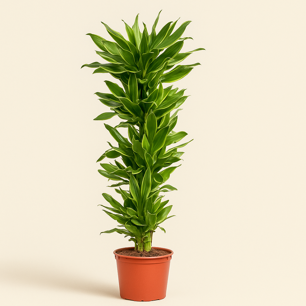 Drachenbaum Golden Coast – Dracaena fragrans 'Golden Coast' - 200 cm - ø34 - Luna's Leaf Co. 