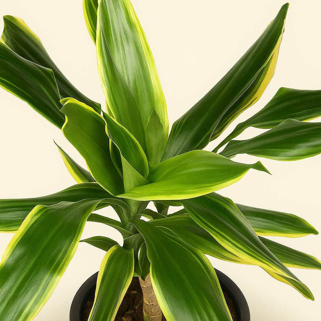 Drachenbaum Golden Coast – Dracaena fragrans 'Golden Coast' - 200 cm - ø34 - Luna's Leaf Co. 