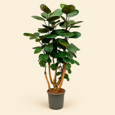 Polyscias Fabian – Polyscias scutellaria 'Fabian' - 130 cm - ø24 - Luna's Leaf Co. 