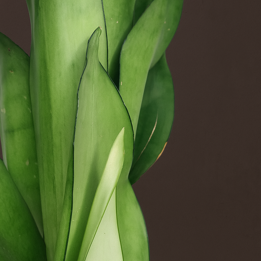 Premium Bogenhanf Moonshine – Sansevieria trifasciata 'Moonshine' - 40 cm - Ø14cm - Luna's Leaf Co. 