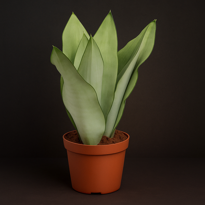 Premium Bogenhanf Moonshine – Sansevieria trifasciata 'Moonshine' - 40 cm - Ø14cm - Luna's Leaf Co. 