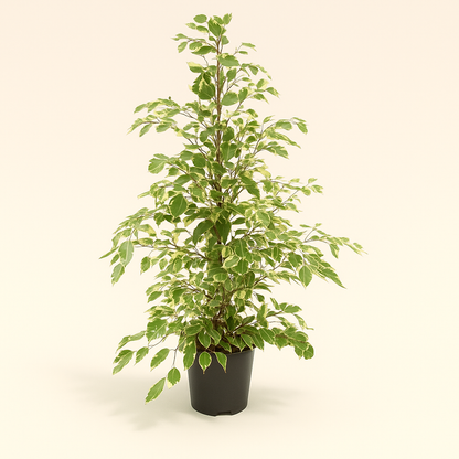 Trauerweide Twilight - Ficus benjamina 'Twilight' - 95cm - Ø21cm - Luna's Leaf Co. 