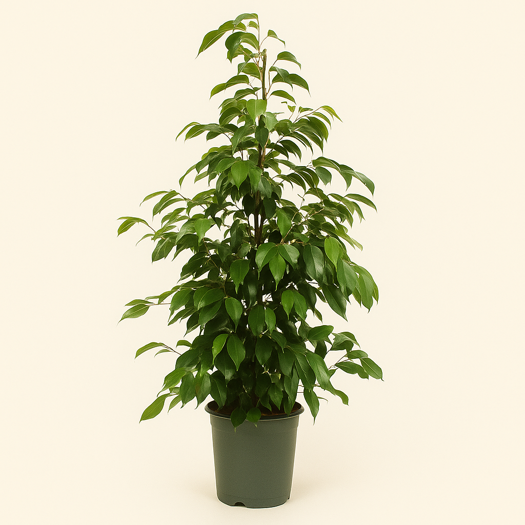 Birkenfeige  'Danielle' - Ficus benjamina 'Danielle' - 95cm - Ø21cm - Luna's Leaf Co. 