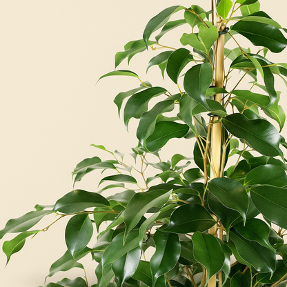 Birkenfeige  'Danielle' - Ficus benjamina 'Danielle' - 95cm - Ø21cm - Luna's Leaf Co. 