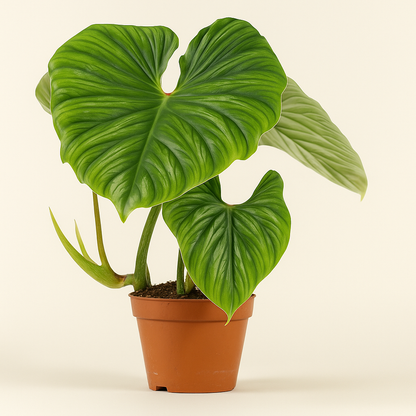 Philodendron Plowmanii  - 50cm - Ø15cm - Luna's Leaf Co. 