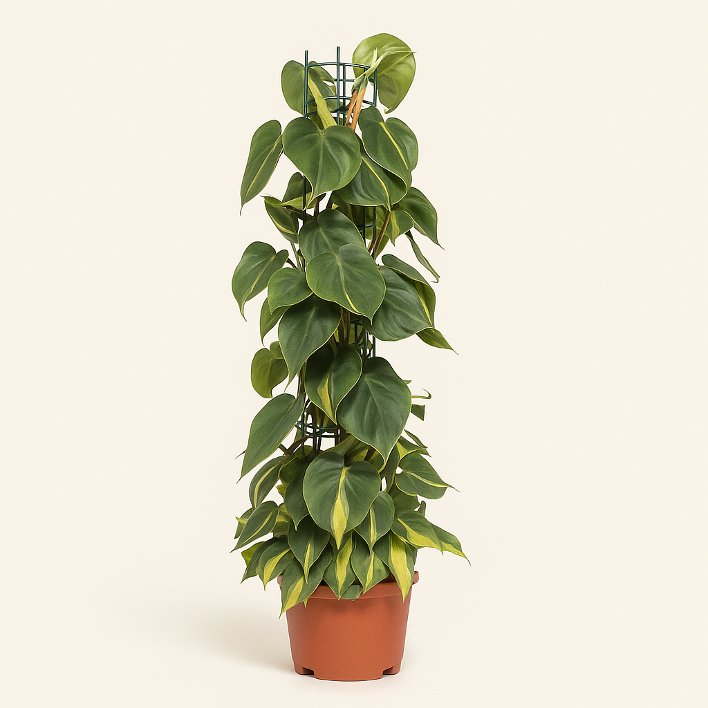 Philodendron Scandens Brasil - 120cm - Ø24cm - Luna's Leaf Co. 