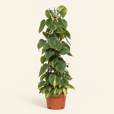 Philodendron Scandens Brasil - 120cm - Ø24cm - Luna's Leaf Co. 