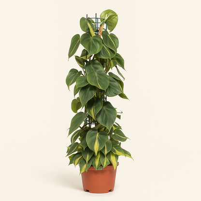 Philodendron Scandens Brasil - 120cm - Ø24cm - Luna's Leaf Co. 