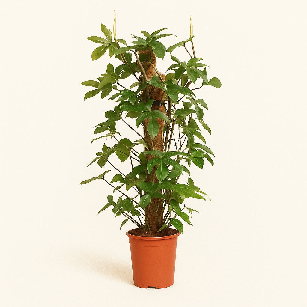 Eichenblatt-Philodendron – Philodendron pedatum - 130cm - Ø27cm - Luna's Leaf Co. 