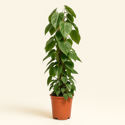 Herzblatt-Philodendron (Philodendron hederaceum)  120 cm  24 cm Topf   Luna's Leaf Co.
