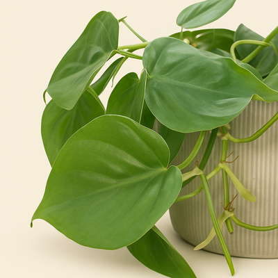 Herzblatt-Philodendron – Philodendron hederaceum  - 120cm - Ø24cm - Luna's Leaf Co. 