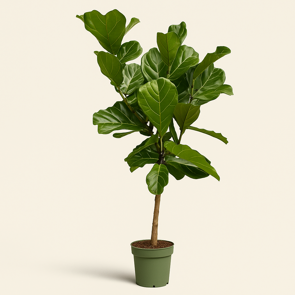 Geigenfeige auf Stamm – Ficus lyrata - 150 cm - Ø27 - Luna's Leaf Co. 