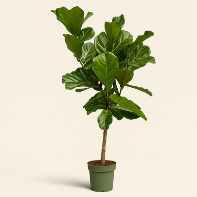 Geigenfeige auf Stamm – Ficus lyrata - 150 cm - Ø27 - Luna's Leaf Co. 