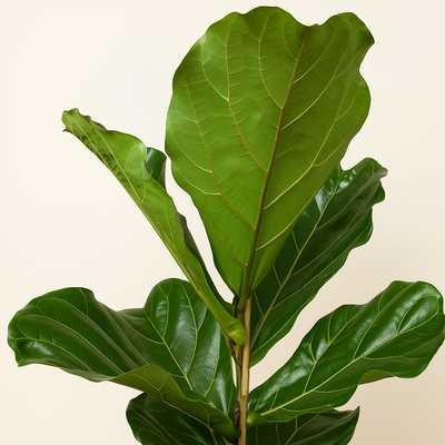 Geigenfeige auf Stamm – Ficus lyrata - 150 cm - Ø27 - Luna's Leaf Co. 