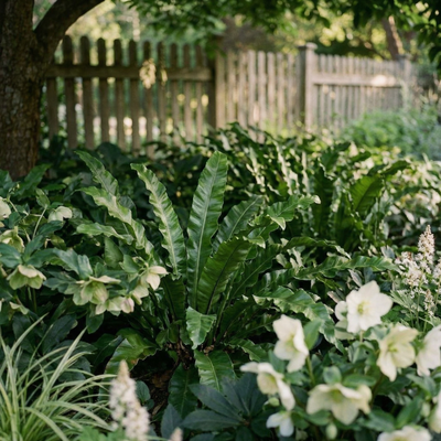 Staudenbeet Schattenlichtung - Pflanzenpaket für Schatten - 36 Pflanzen - Größe L
