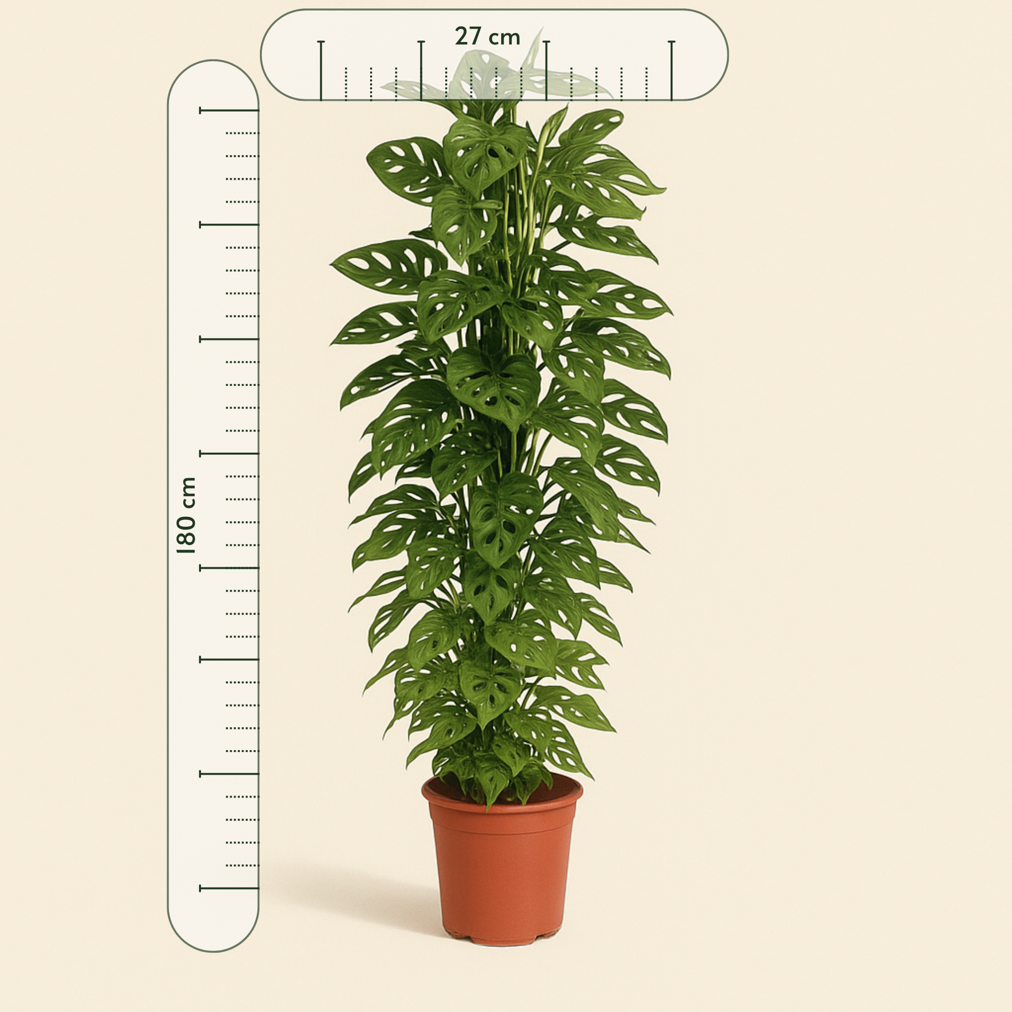 Monkey Leaf XXL – Fensterblatt mit Rankgitter – Monstera adansonii - 180 cm - ø27 - Luna's Leaf Co. 