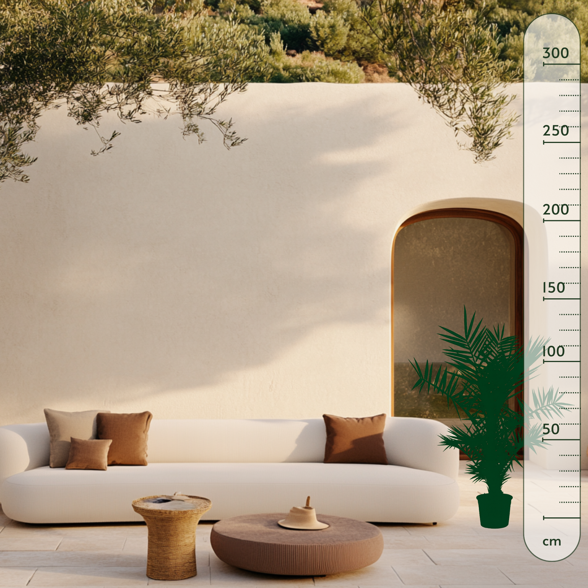 Kanarische Dattelpalme – Phoenix canariensis - 120cm- ø15 - Luna's Leaf Co. 