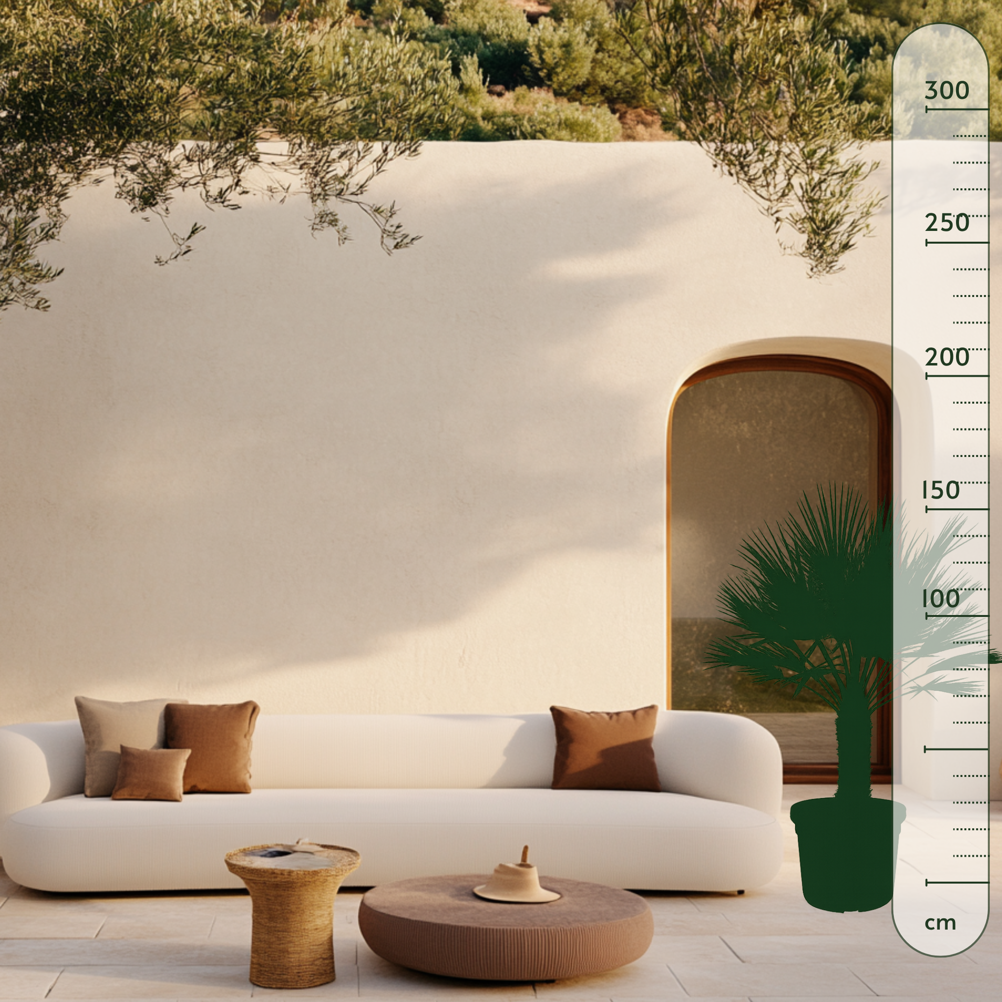 Zwergpalme – Chamaerops humilis - 150 cm - Ø45cm - Luna's Leaf Co. 