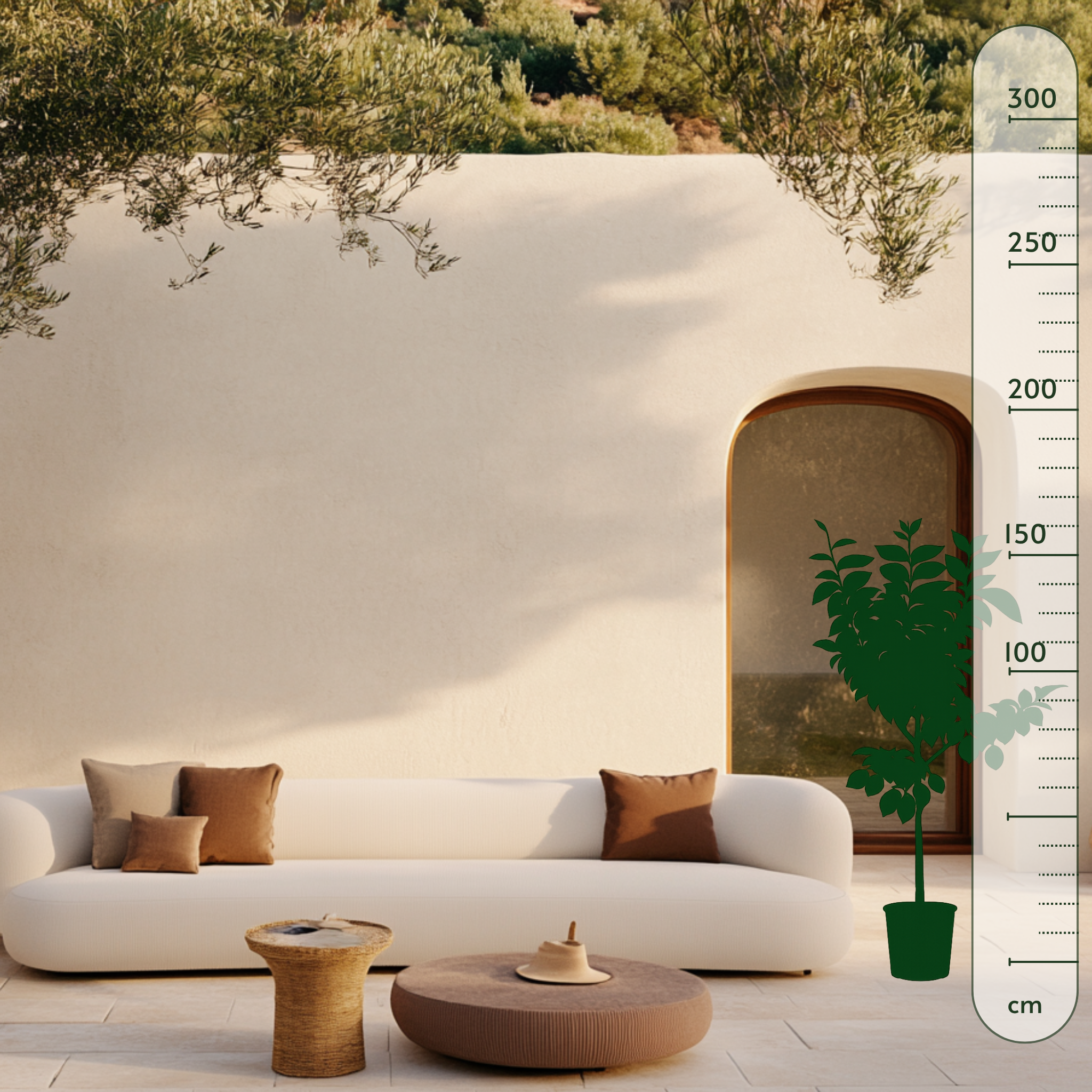 Zitronenbaum – Citrus limon - 150 cm - ø24 - Luna's Leaf Co. 