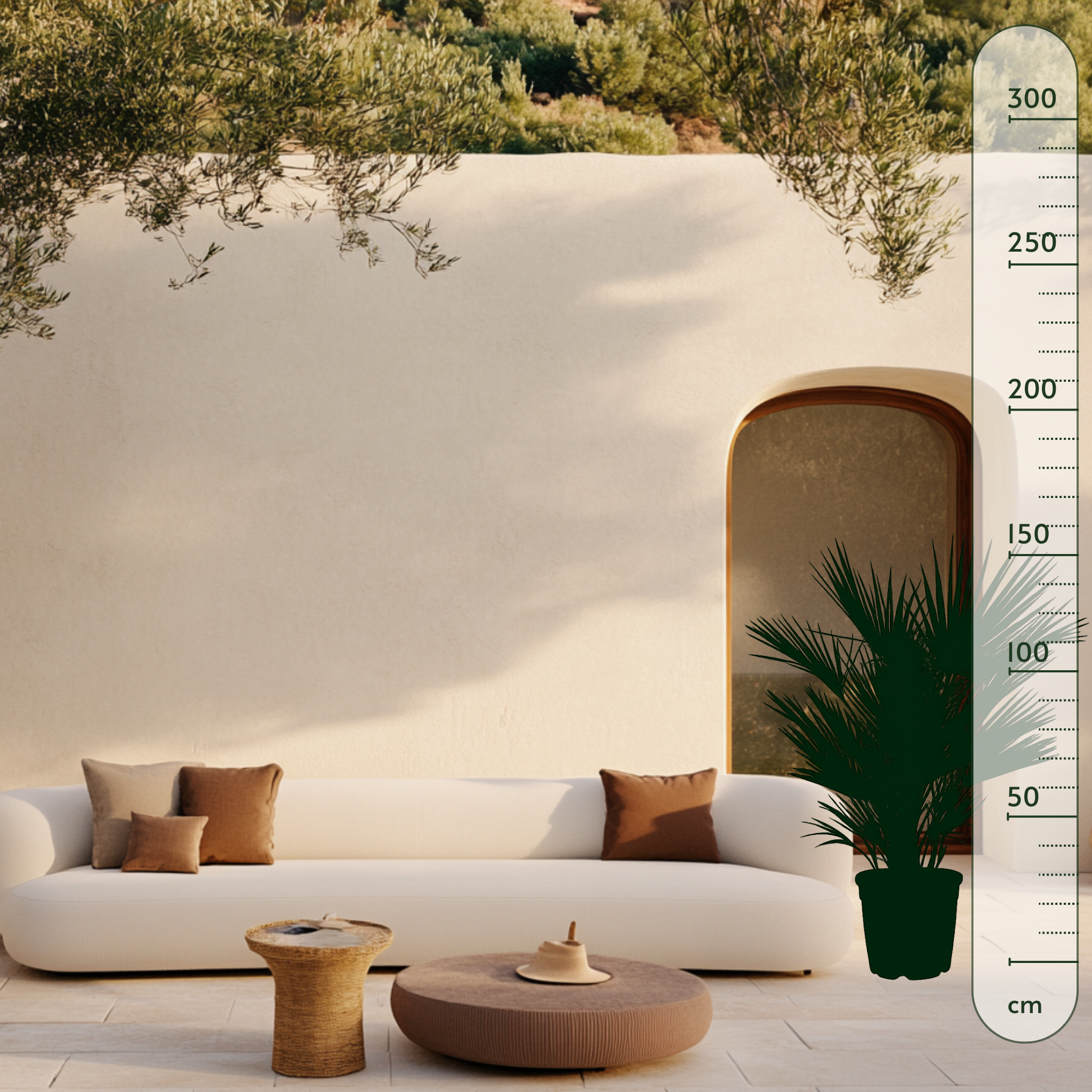 Zwergpalme – Chamaerops humilis - 150cm- ø30 - Luna's Leaf Co. 
