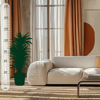 Drachenbaum Lemon Lime - Dracaena Lemon Lime - 150 cm - ø30 - Luna's Leaf Co. 