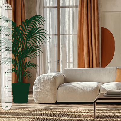 Kentia-Palme – Howea forsteriana - 200 cm - ø24 - Luna's Leaf Co. 