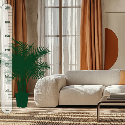 Areca Palm - Dypsis lutescens - 150 cm - ø30 - Luna's Leaf Co. 