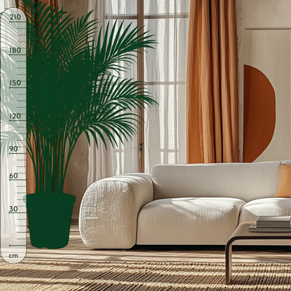 Areca Palm – Dypsis lutescens - 230 cm - ø40 - Luna's Leaf Co. 