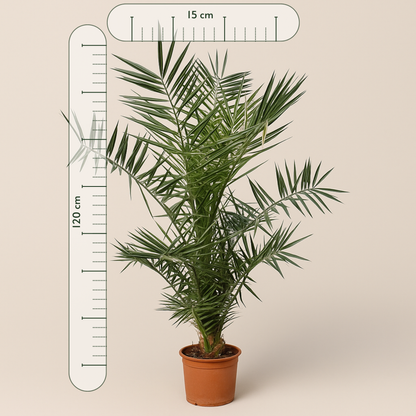 Kanarische Dattelpalme – Phoenix canariensis - 120cm- ø15 - Luna's Leaf Co. 