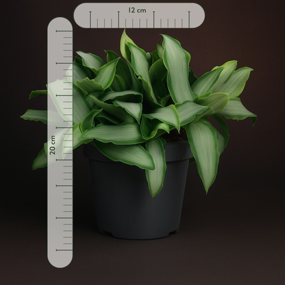 Premium Murdannia Bright Star – Murdannia loriformis 'Bright Star' - 20 cm - Ø12cm - Luna's Leaf Co. 