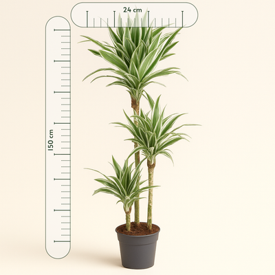 Drachenbaum White Stripe – Dracaena fragrans 'White Stripe' - 150 cm - ø24 - Luna's Leaf Co. 