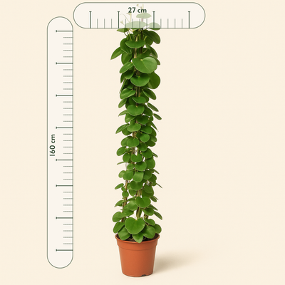 Cissus Rotundifolia Pyramide – Cissus rotundifolia - 160 cm - ø27 - Luna's Leaf Co. 