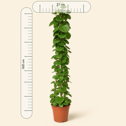 Cissus Rotundifolia Pyramide – Cissus rotundifolia - 160 cm - ø27 - Luna's Leaf Co. 