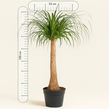 Elefantenfuß – Beaucarnea recurvata - 120 cm - ø32 - Luna's Leaf Co. 