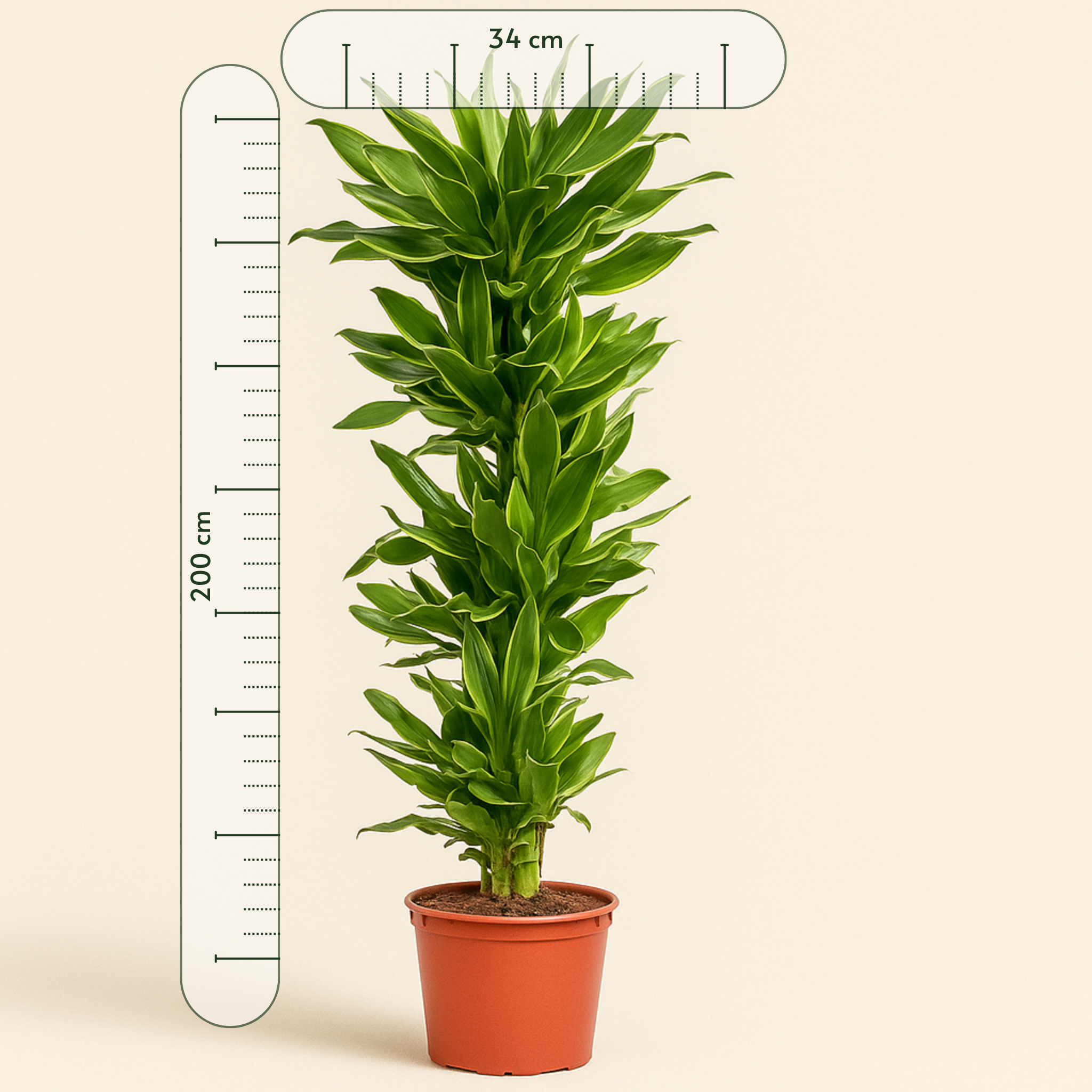 Drachenbaum Golden Coast – Dracaena fragrans 'Golden Coast' - 200 cm - ø34 - Luna's Leaf Co. 