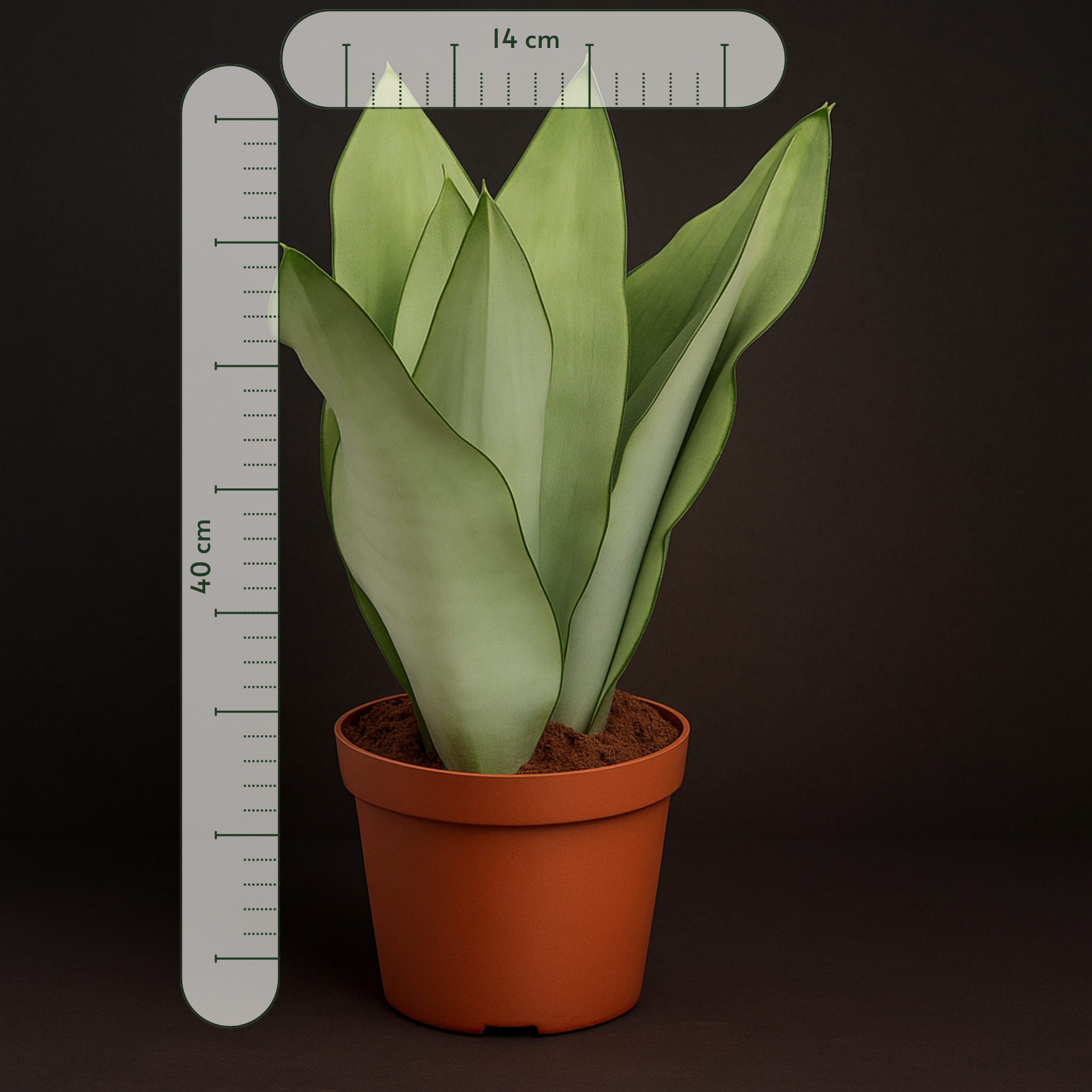 Premium Bogenhanf Moonshine – Sansevieria trifasciata 'Moonshine' - 40 cm - Ø14cm - Luna's Leaf Co. 